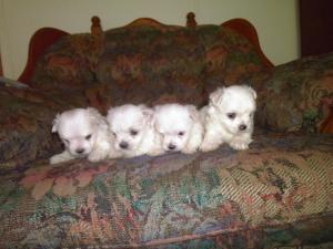 BeautifulMalteseAKCPurebredPuppies